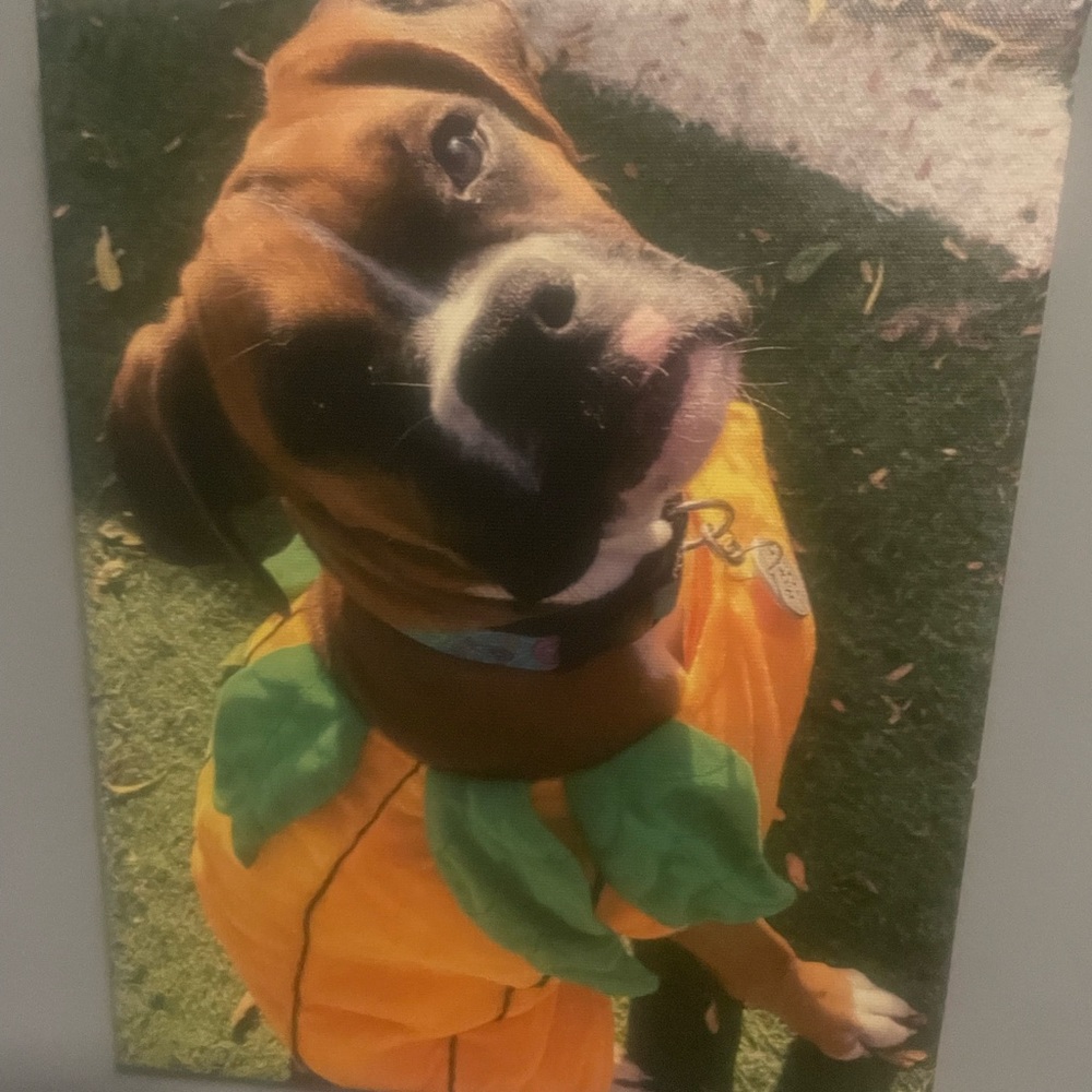 Pumpkin dog costume